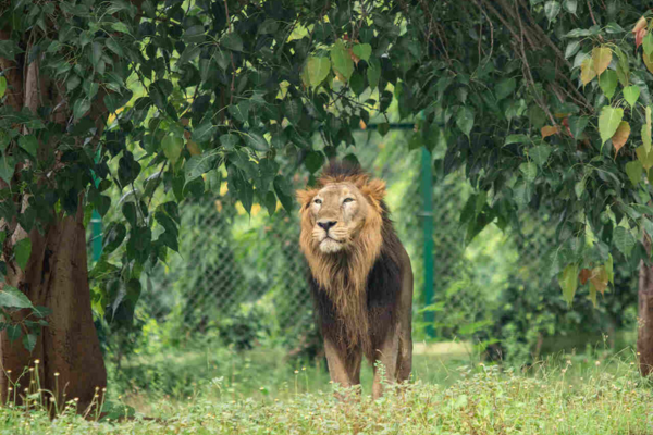 Jungle Safari